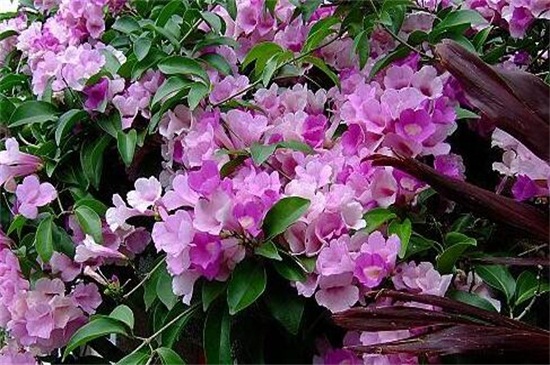 蒜香藤冬天养殖的禁忌，大量浇水施肥养护