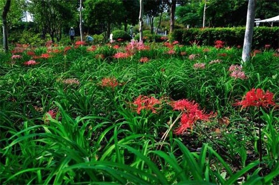 石蒜的栽培养护知识，鳞茎消毒栽植光照养护