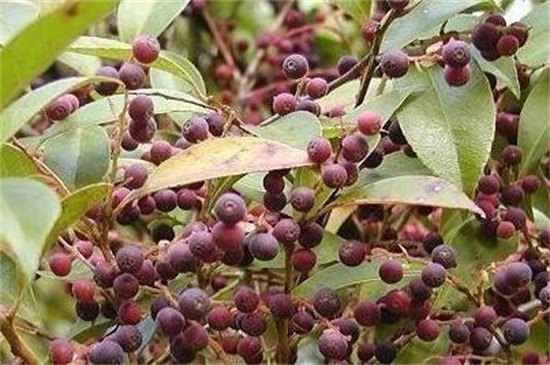 乌饭子的主要价值，可供观赏还要药用价值