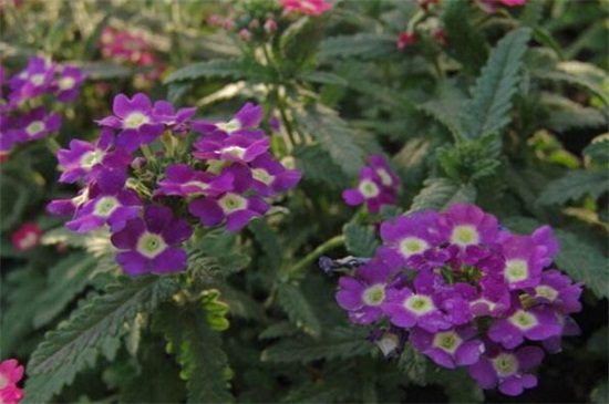 细叶美女樱的花期，在4～10月时开放花朵