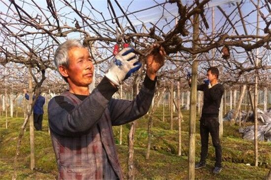 春天怎么给葡萄剪枝，在3～4月摘心修剪