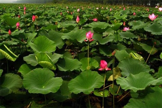 菜莲能开花吗