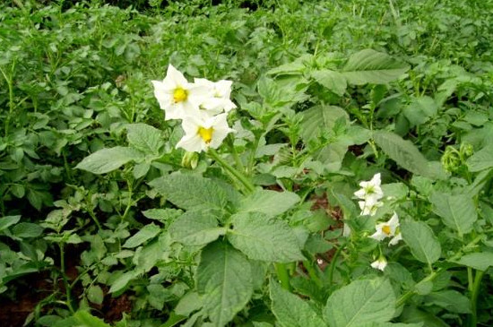 土豆开花要不要把花去掉