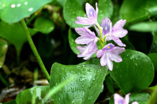 水葫芦在室内养有毒吗