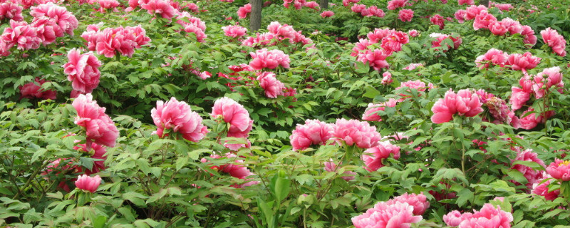 牡丹繁殖季节及方法