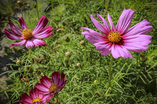 秋英花的花语