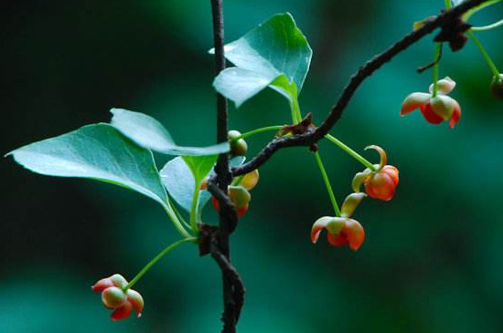 五味子开花期能打药吗