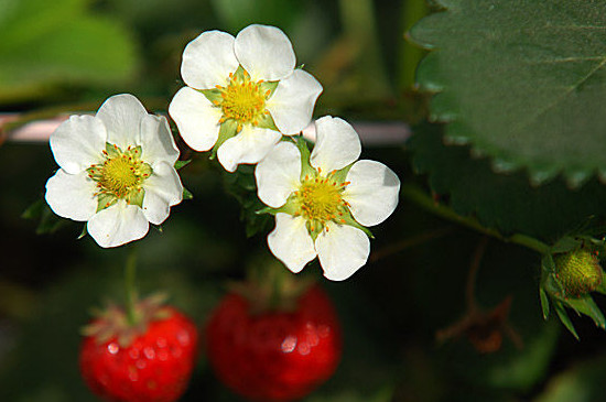 五月是什么水果的季节