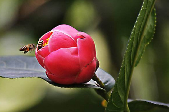 北方茶花怎么养