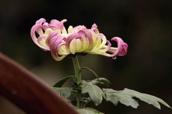 菊花夏天可以修剪吗