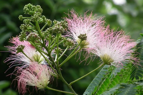 榕花树的花有什么作用