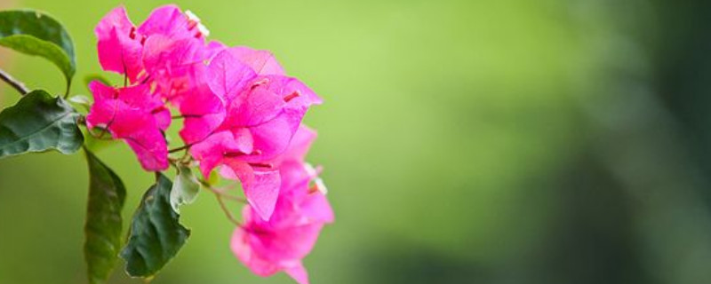 三角梅开花后怎样修剪视频