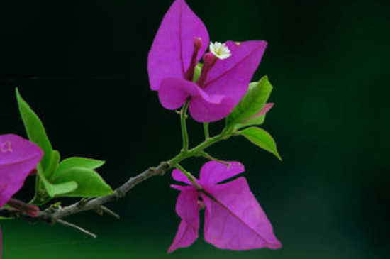 三角梅的花芽什么样子