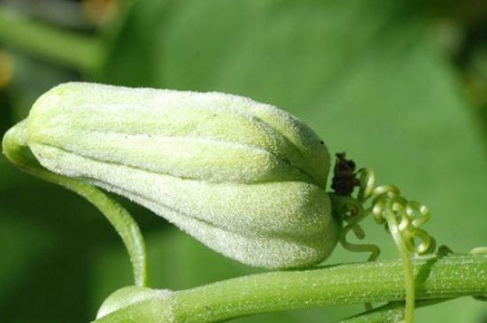 佛手瓜几月份开花结果