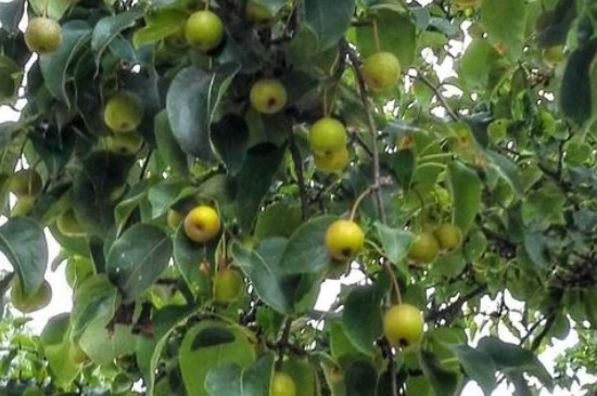 野生小山梨功效