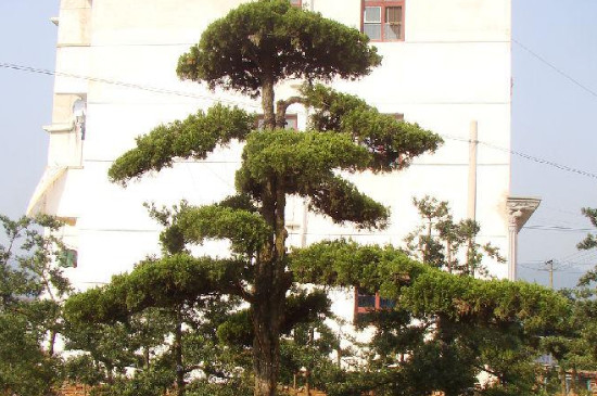  青松是什么植物