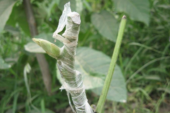 核桃树嫁接的最佳时间和多种嫁接方法