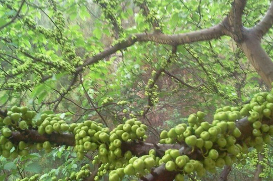 野生无花果图片与功效