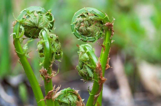 水蕨菜图片功效与作用