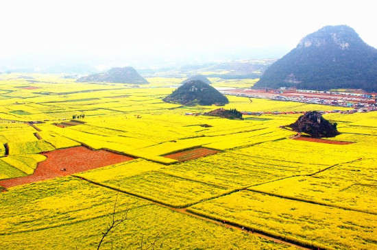 中国四大油菜花海在哪