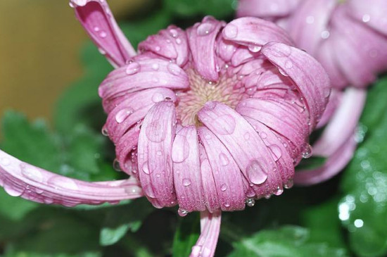 菊花在什么时候开放