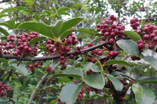 四年花椒树怎么修剪