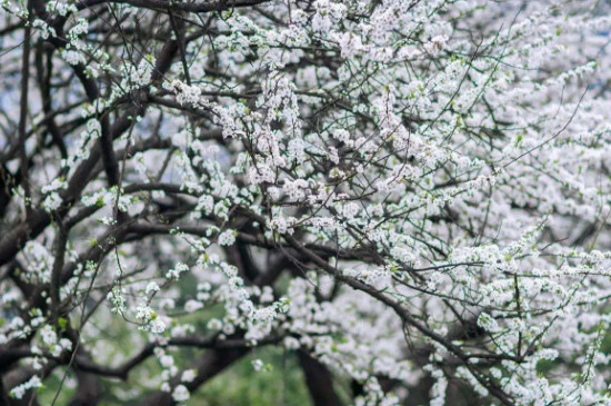 李子树保花保果的关键时期