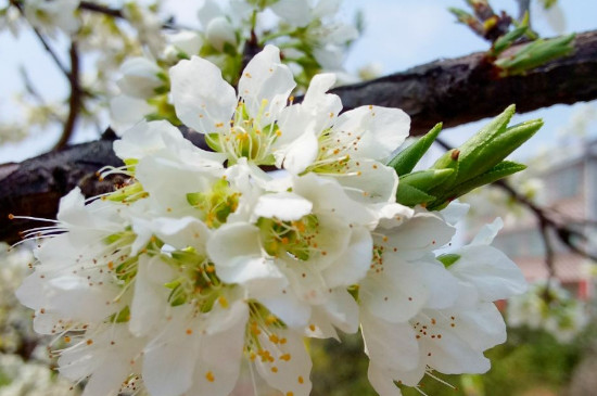 李子树保花保果的关键时期