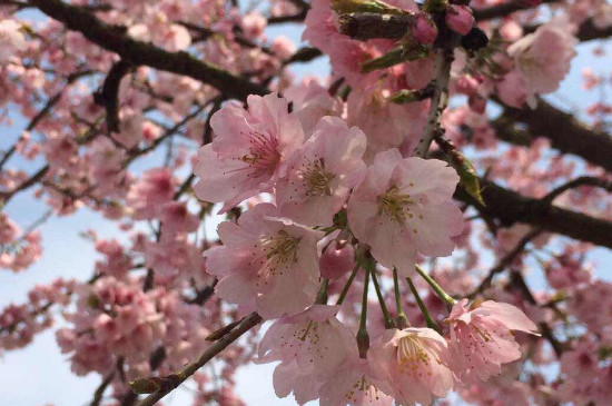 日本樱花开放时间顺序