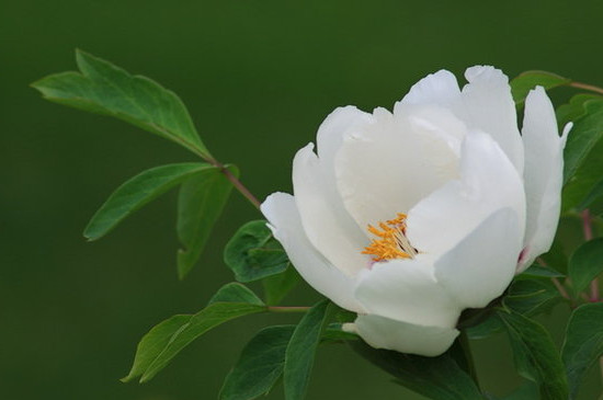 牡丹花怎么栽培