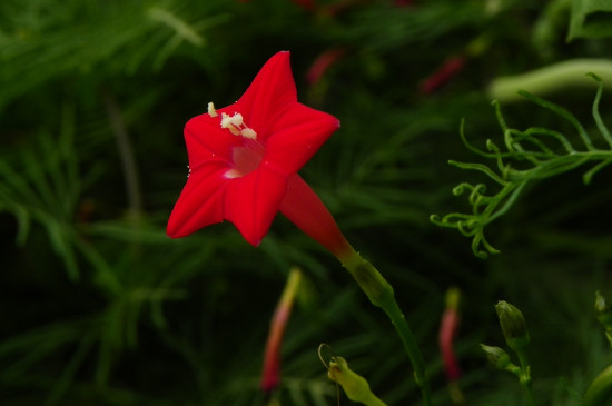 五角星花种子什么时候播种