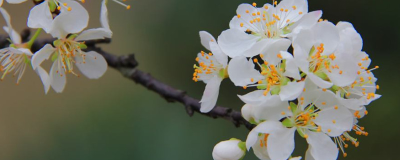 梨花和樱花的区别