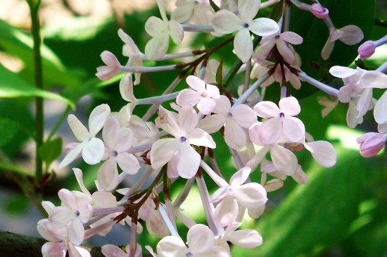 丁香花有毒吗?可以放在卧室吗?