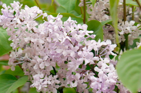 丁香花有毒吗?可以放在卧室吗?