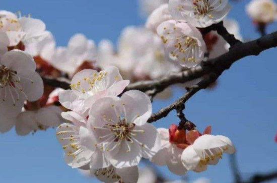 杏花的花语和寓意