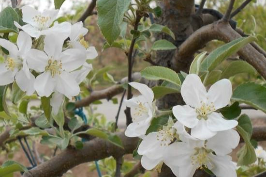 苹果树花是什么颜色的