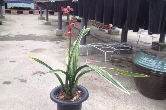 下雨天墨兰可以淋雨吗