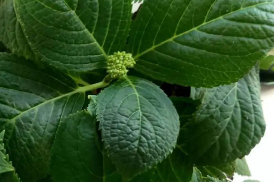 绣球花没有花苞怎么办