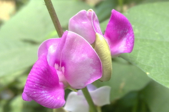 菜豆种子是单子叶植物还是双子叶植物