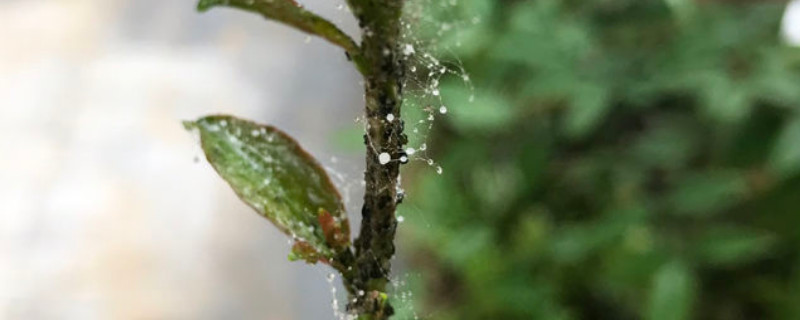 石榴树上有黑色的虫子用什么药