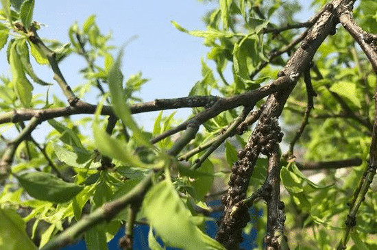 石榴树上有黑色的虫子用什么药