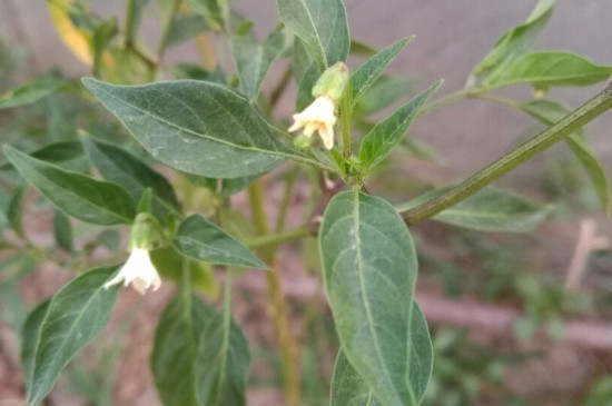 辣椒开花了要怎样浇水施肥