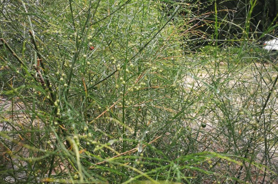 芦笋长大了是什么植物