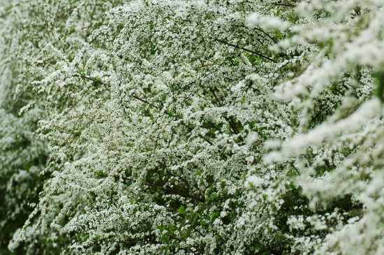 喷雪花的养殖方法