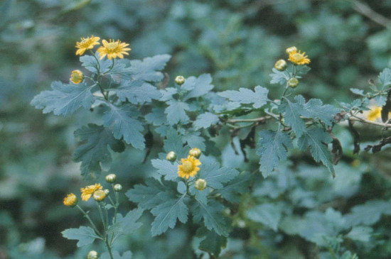 北方菊花地栽能过冬么