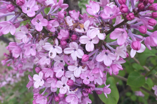 丁香花可以放在室内养吗