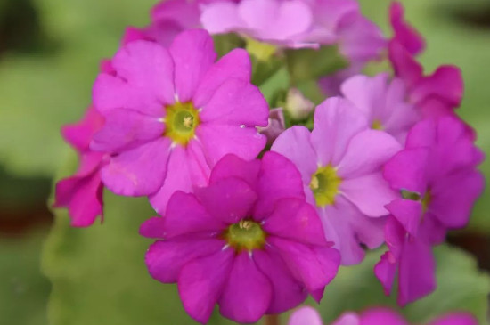 非洲凤仙花语