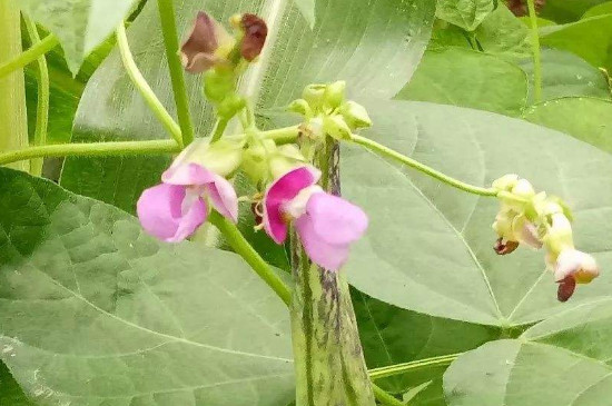 豆角开花不结果怎么办