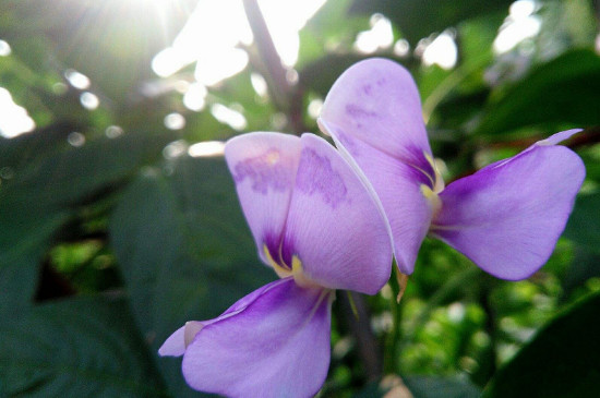 豆角开花不结果怎么办