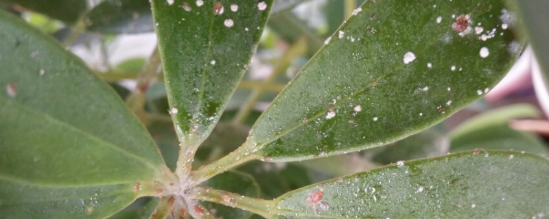 植物叶子上有白斑怎么治